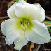 Location: My GardensDate: July 2009Special Plant In My Gardens