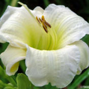 Location: My GardensDate: July 2009Always Special Here!