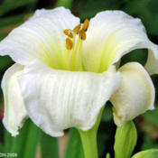 Location: My GardensDate: July 2009Pristine & Perfect