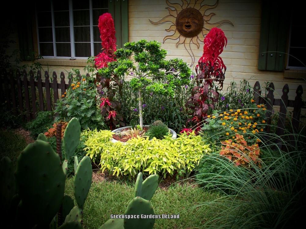 Photo of the entire plant of Amaranth (Amaranthus tricolor 'Molten Fire