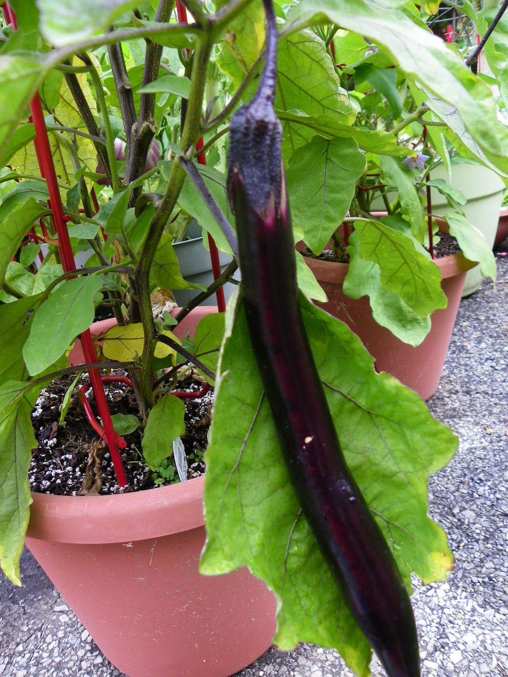Photo of the entire plant of Eggplant (Solanum melongena 'Ichiban