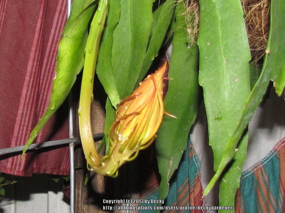 Photo of the closeup of buds, sepals and receptacles of Queen of the Night (Epiphyllum