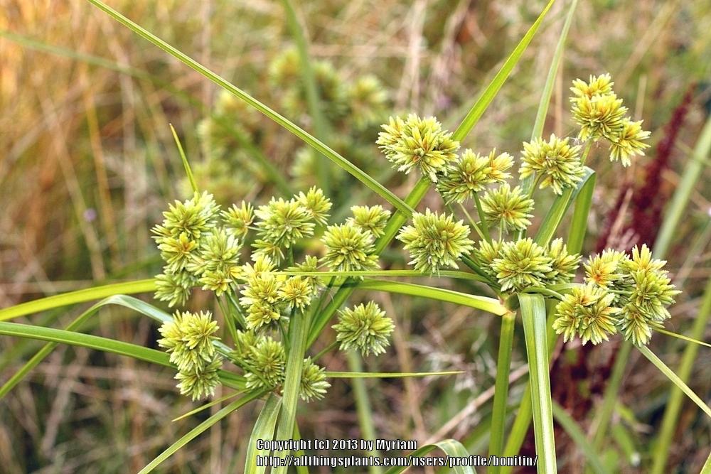 Photo of the bloom of Umbrella Sedge (Cyperus eragrostis) posted by