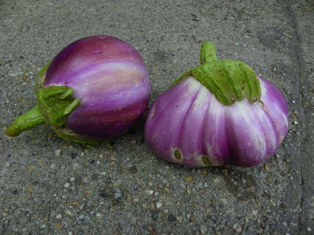 Eggplants Plant Care and Collection of Varieties