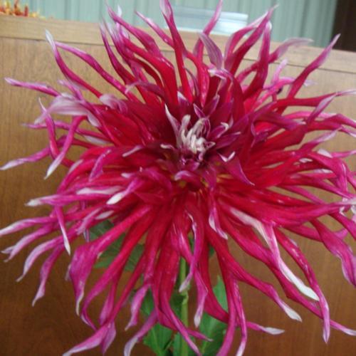 Dahlia ‘Grand Finale’ in the Dahlias Database - Garden.org