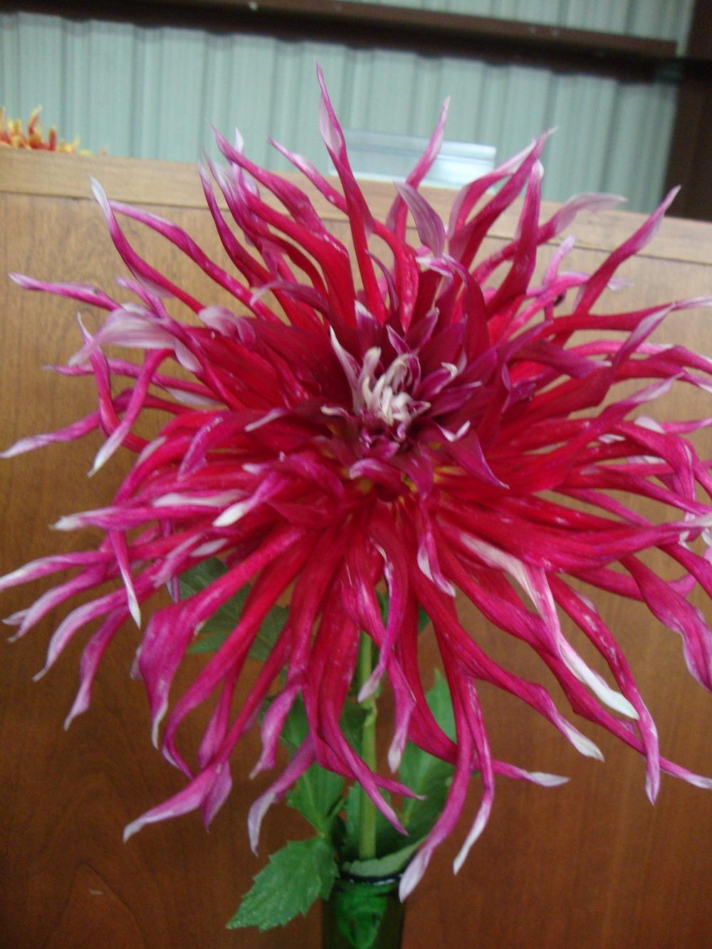 Photo of the bloom of Dahlia 'Grand Finale' posted by Paul2032