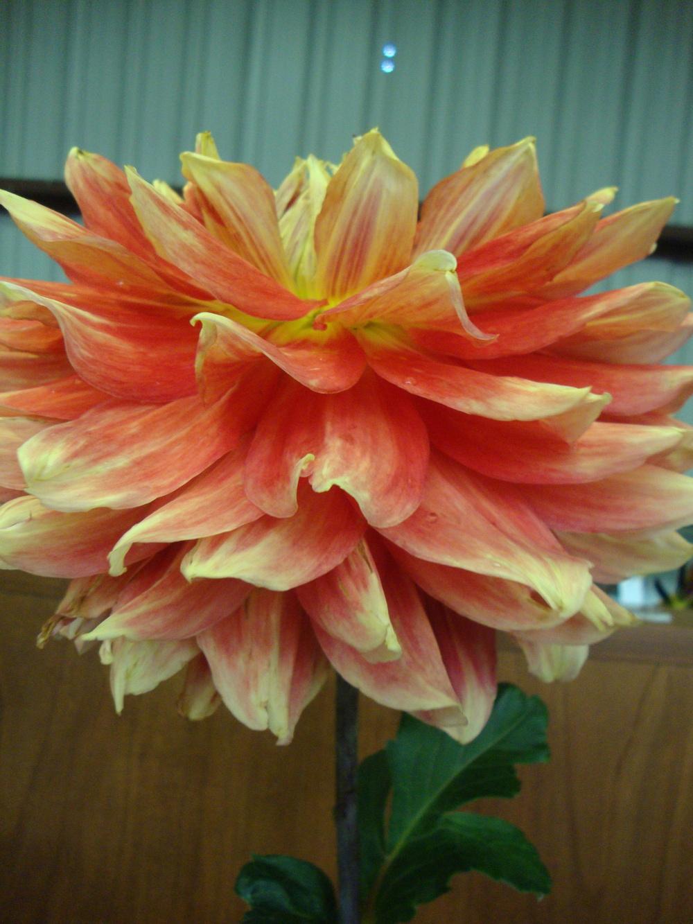 Photo of the bloom of Dahlia ‘Gladiator’ posted by Paul2032 - Garden.org