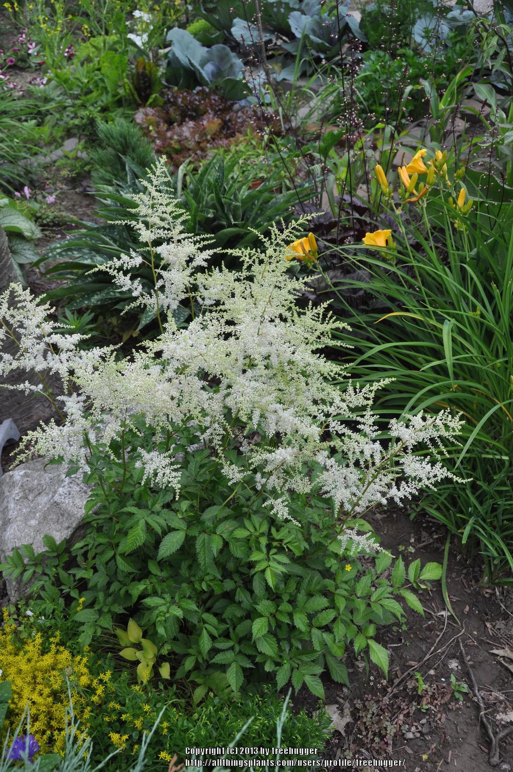 Chinese Astilbe (Astilbe rubra 'Vision in White') in the Astilbes