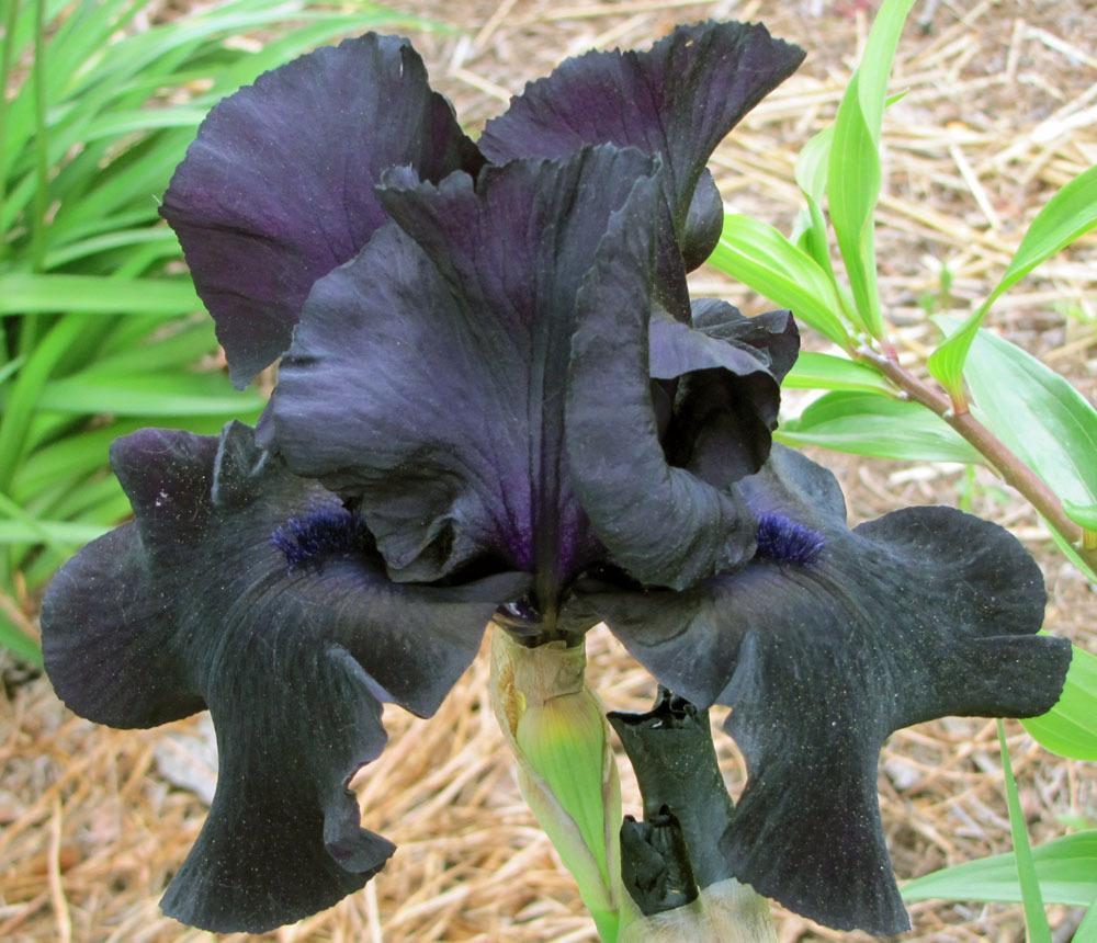 Photo of the bloom of Tall Bearded Iris (Iris ‘Black Suited’) posted by