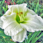 Location: My GardensDate: July 2011A Winner Always: Gentle Shepherd