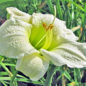 Location: My GardensDate: July 2011Shown In Early Sun.