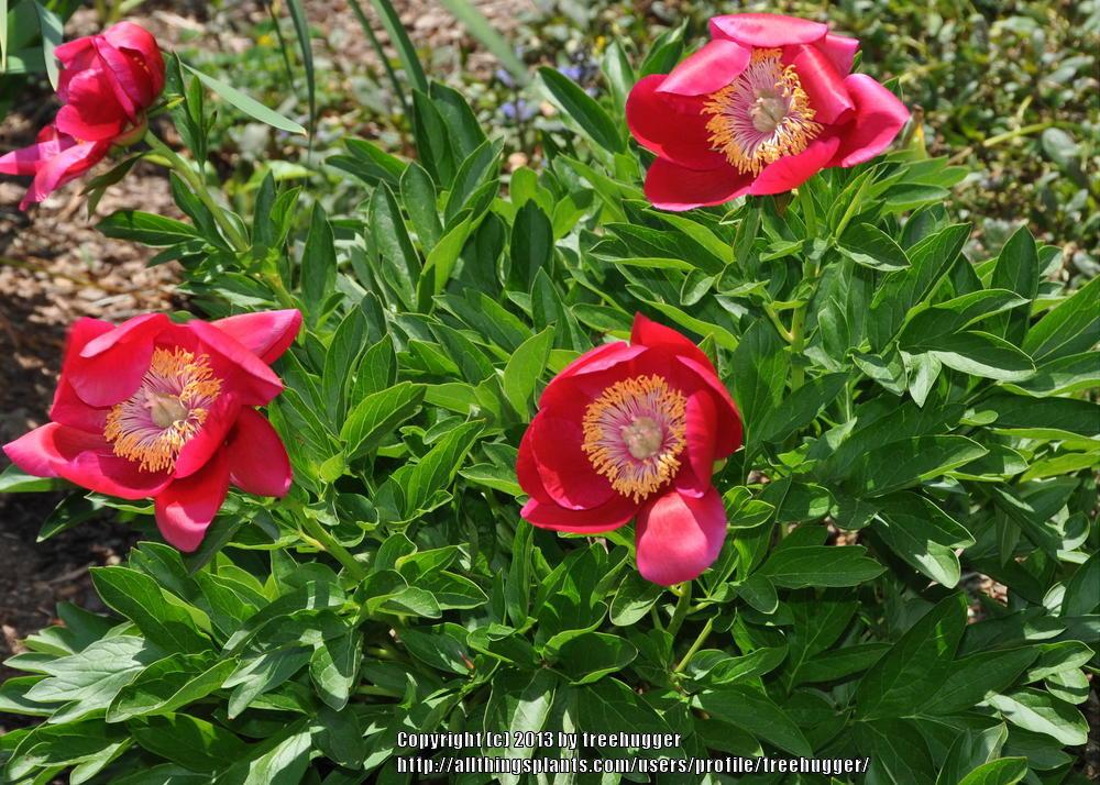 Photo of the bloom of Peony (Paeonia &lsquo;Fairy Princess&rsquo;) posted by