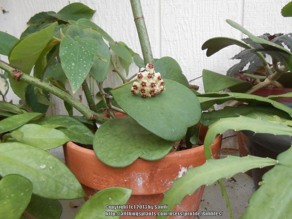 Photo of the bloom of Sweetheart Hoya (Hoya kerrii) posted ...