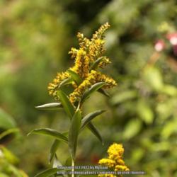 Location: Along the roadside, Gent, Belgium
Date: 2013-09-01