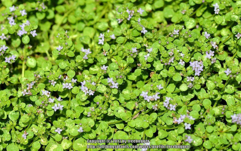 Corsican Mint (Mentha requienii) in the Mints Database