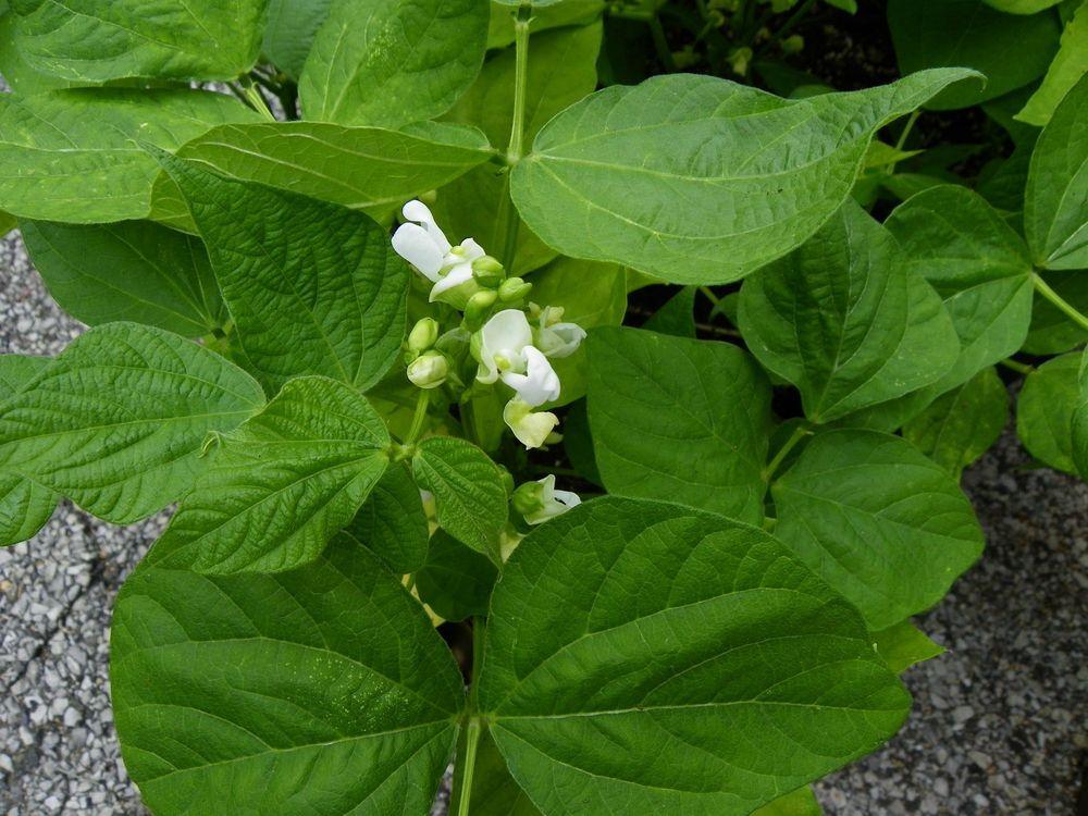 Photo of the entire plant of Snap Bean (String (Phaseolus vulgaris