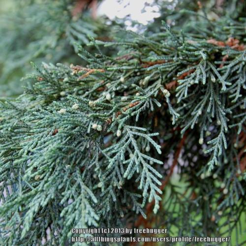 Leyland Cypress (XCuprocyparis leylandii 'Naylor's Blue')