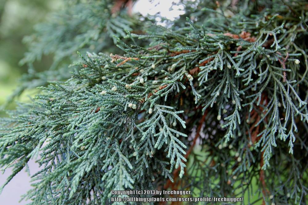 Leyland Cypress (Cupressus x leylandii 'Naylor's Blue')