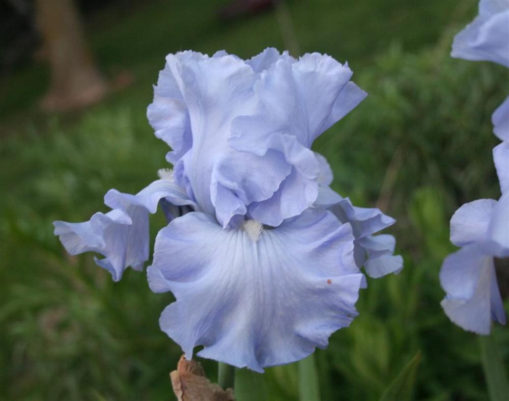 Photo of the bloom of Tall Bearded Iris (Iris 'Rapture in Blue') posted ...