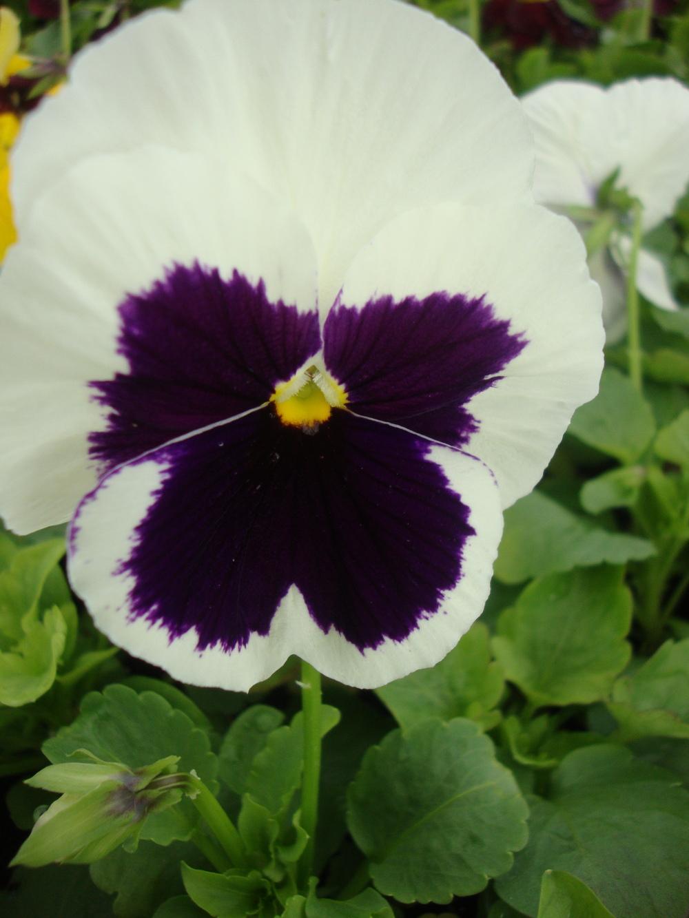 Photo of the bloom of Pansy (Viola x wittrockiana Colossus™ White with