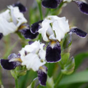 Photo courtesy of Rainbow Iris Farm