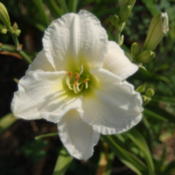 Location: My garden in Northwest MissouriDate: 2010-06-27