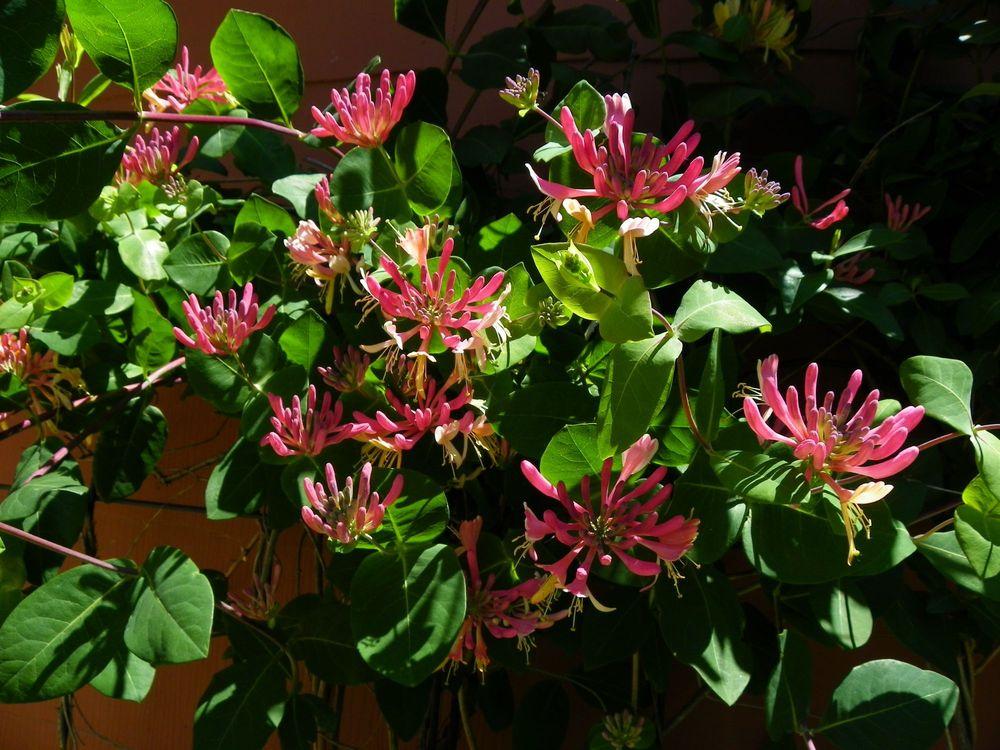 Honeysuckle (Lonicera 'Pink Lemonade') in the Honeysuckles Database