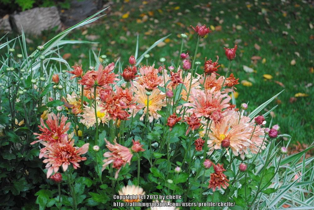 Photo of the entire plant of Chrysanthemum 'Peach Centerpiece' posted