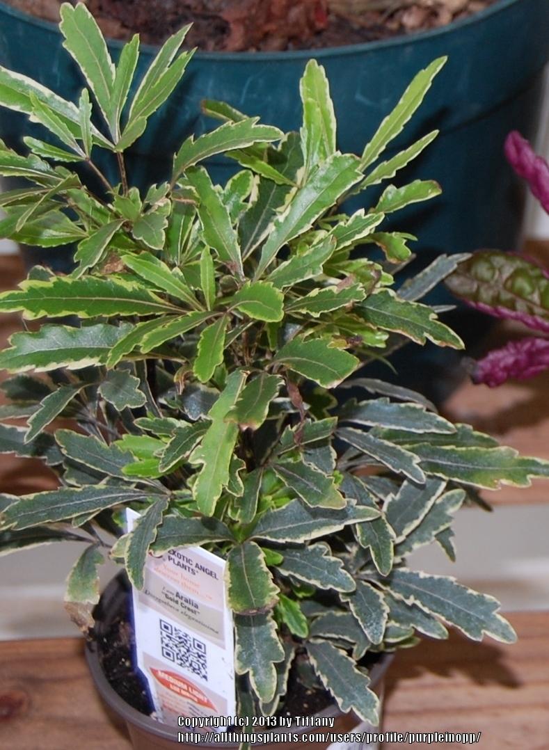 Gold Crest False Aralia Poisonous To Cats Kopi Mambudem