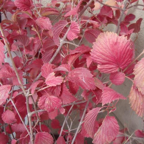 Arrowwood Viburnum (Viburnum dentatum Red Feather™) in the Viburnums