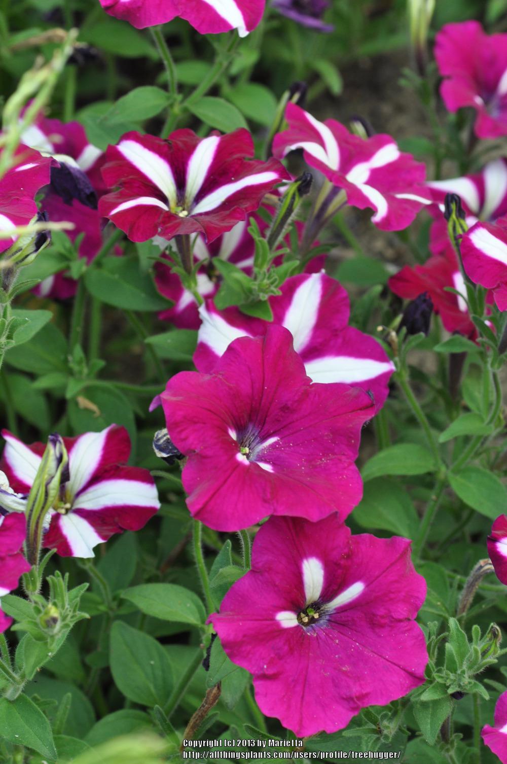 Multiflora Spreading/Trailing Petunia (Petunia Easy Wave® Burgundy Star