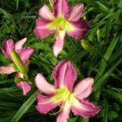 Location: Melvindale, MiDate: 7/13