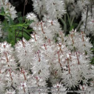 TÌNH YÊU CÂY CỎ ĐV 5 - Page 75 31a211-300