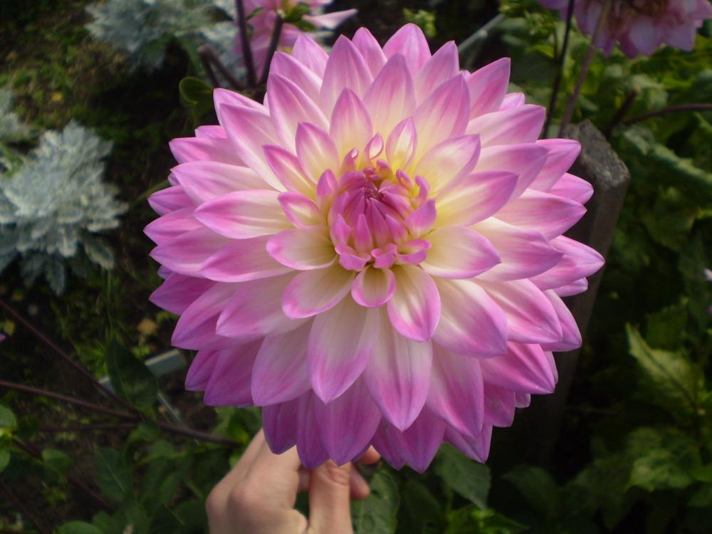 Photo of the bloom of Dahlia 'Miss Delilah' posted by Greyghost