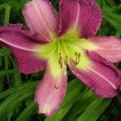 Location: Melvindale, MiDate: 7/13