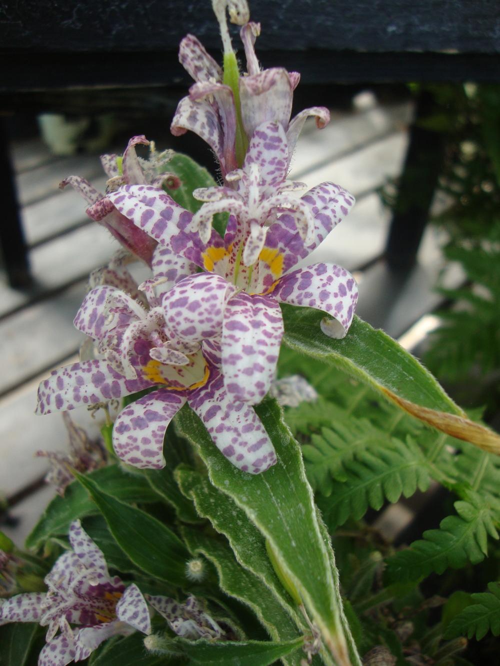 Toad Lilies Plant Care and Collection of Varieties