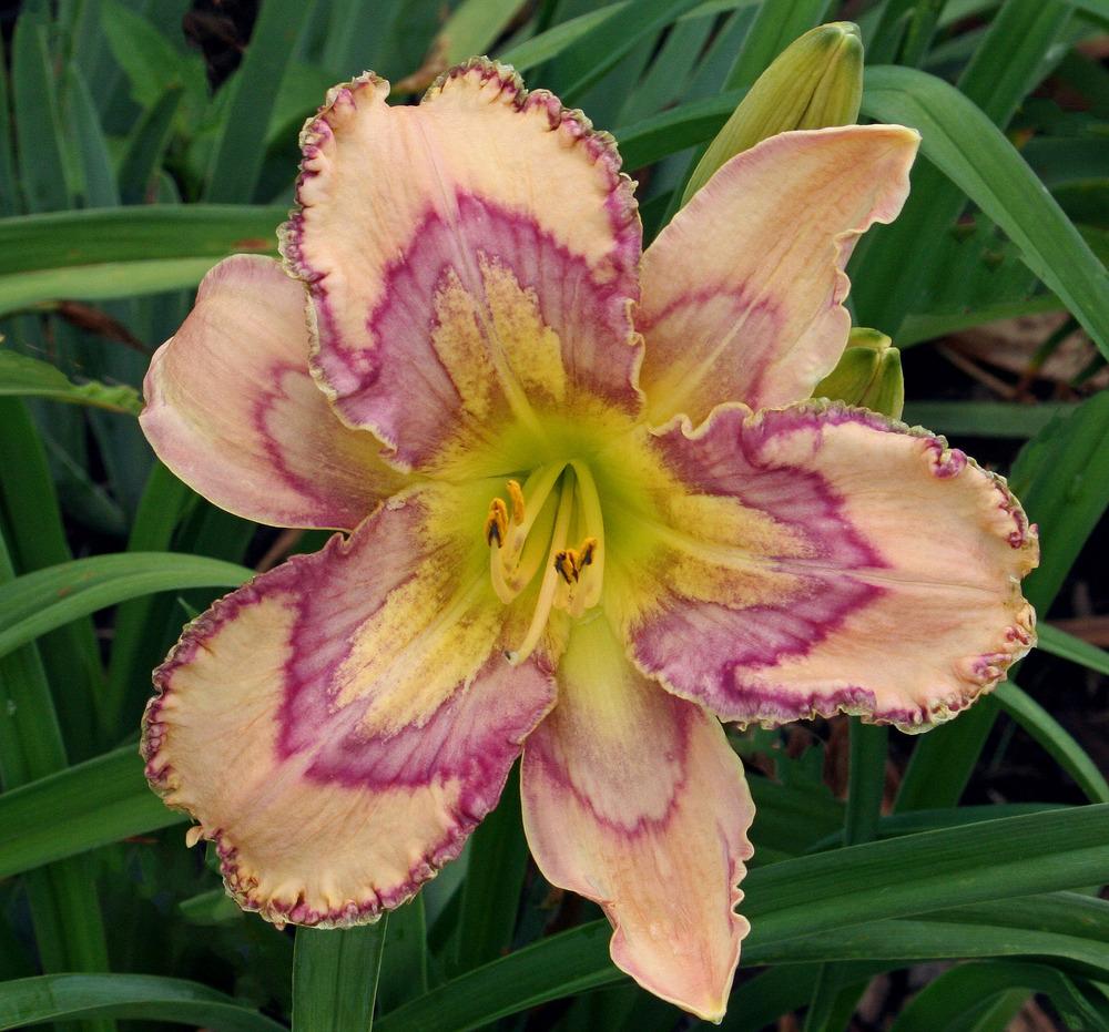 Daylily (Hemerocallis 'Wild and Wacky') in the Daylilies Database