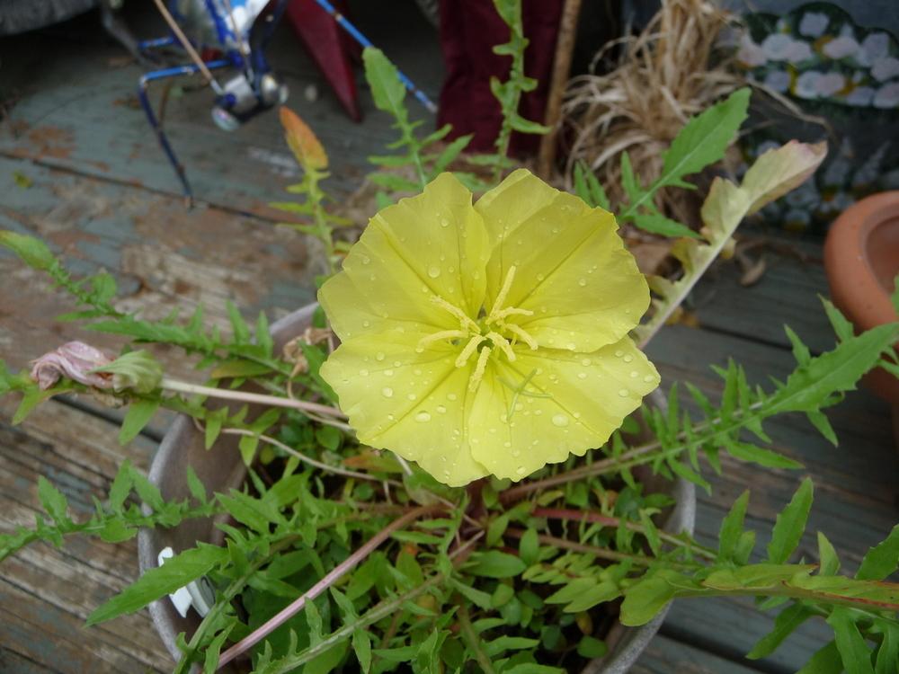 Stemless Evening Primrose (Oenothera triloba) in the Oenotheras