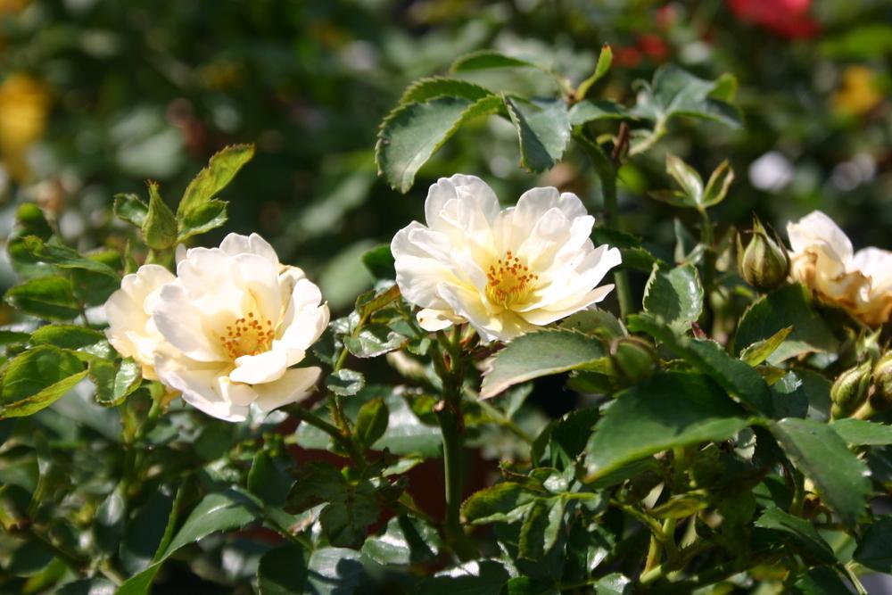 Rose (Rosa 'Popcorn Drift') in the Roses Database
