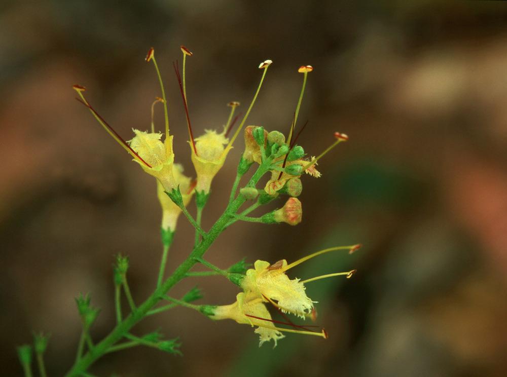 Stoneroot (Collinsonia canadensis)