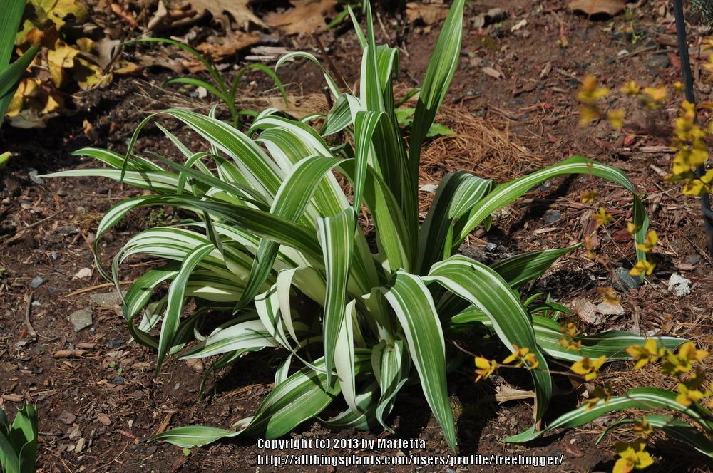 Photo of the leaves of Daylily (Hemerocallis 'Variegated Kwanso
