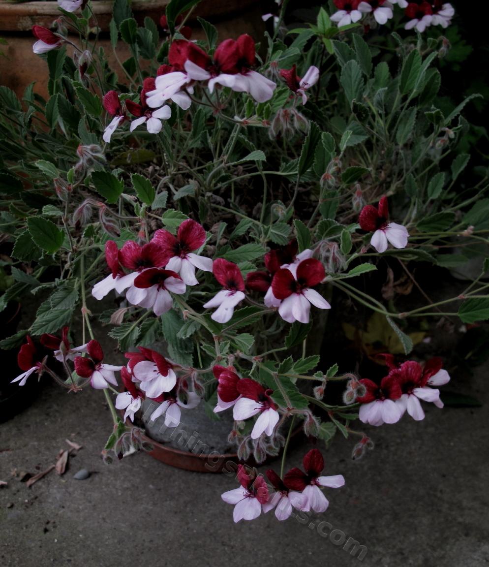 Photo of the entire plant of Storksbill (Pelargonium 'Splendide') posted by bootandall