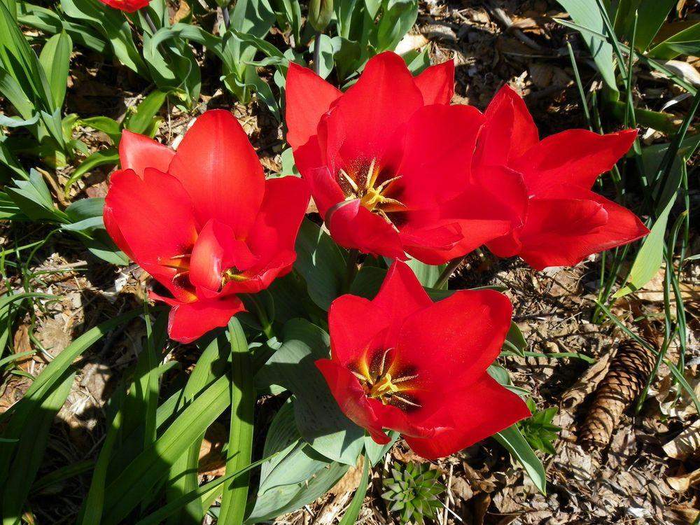 Photo Of The Bloom Of Waterlily Tulip Tulipa Kaufmanniana Showwinner 