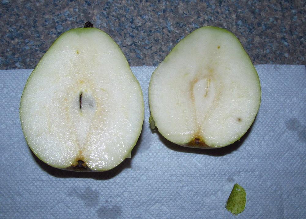Photo of the fruit of Common Pear (Pyrus communis 'Beurre d'Anjou