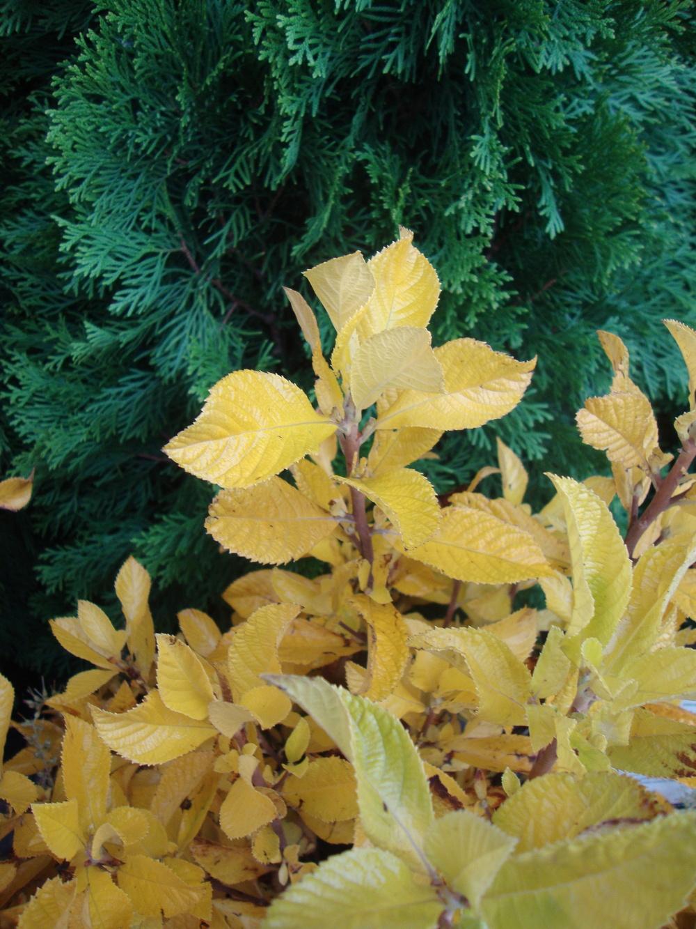 Sweet Pepperbush (Clethra alnifolia 'September Beauty')