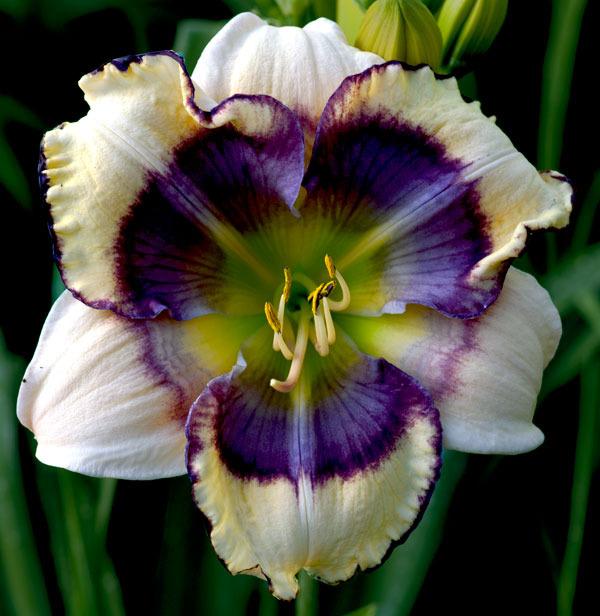 Daylily (Hemerocallis 'Blue Bubble') in the Daylilies Database