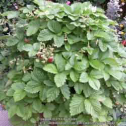 2013-11-02/Joannabanana/9b7a02