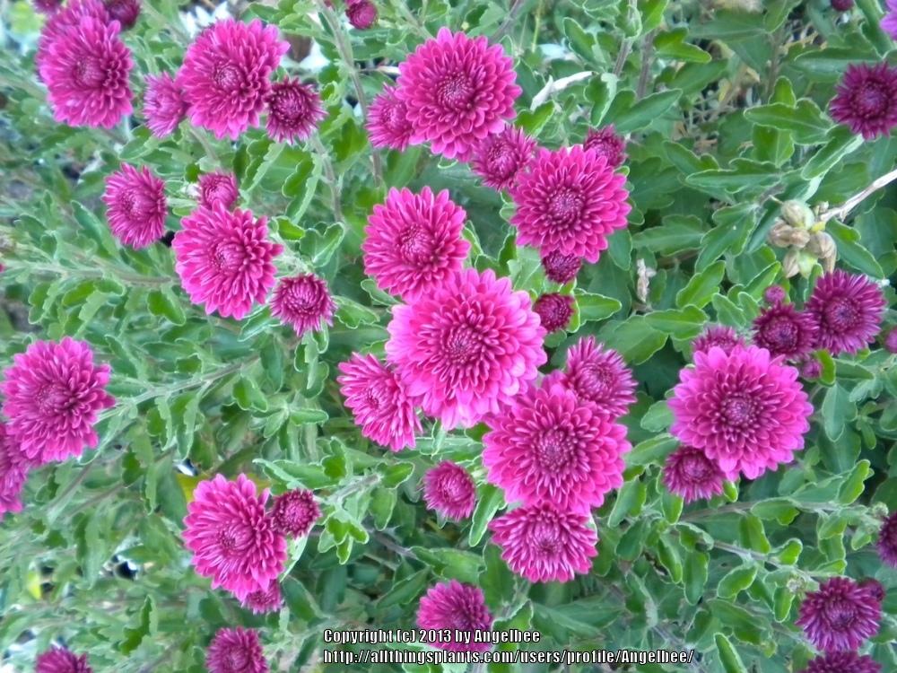 Garden Mum (Chrysanthemum 'Regal Cheryl Purple')