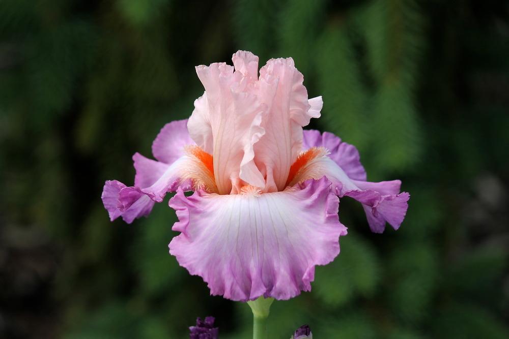 Tall Bearded Iris (Iris 'Blowing Kisses') in the Irises Database