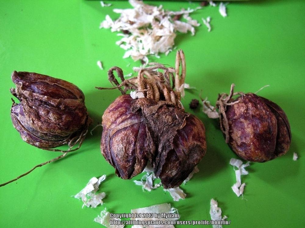 Photo of the bulb of Nepal Lily (Lilium nepalense) posted by bonitin